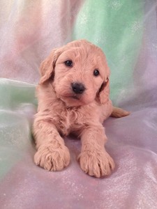 Female Goldendoodle for sale #21 Ready Soon|We have a new litter of goldendoodles for sale|Shipping Delta to Charlotte or Raleigh Durham NC $150